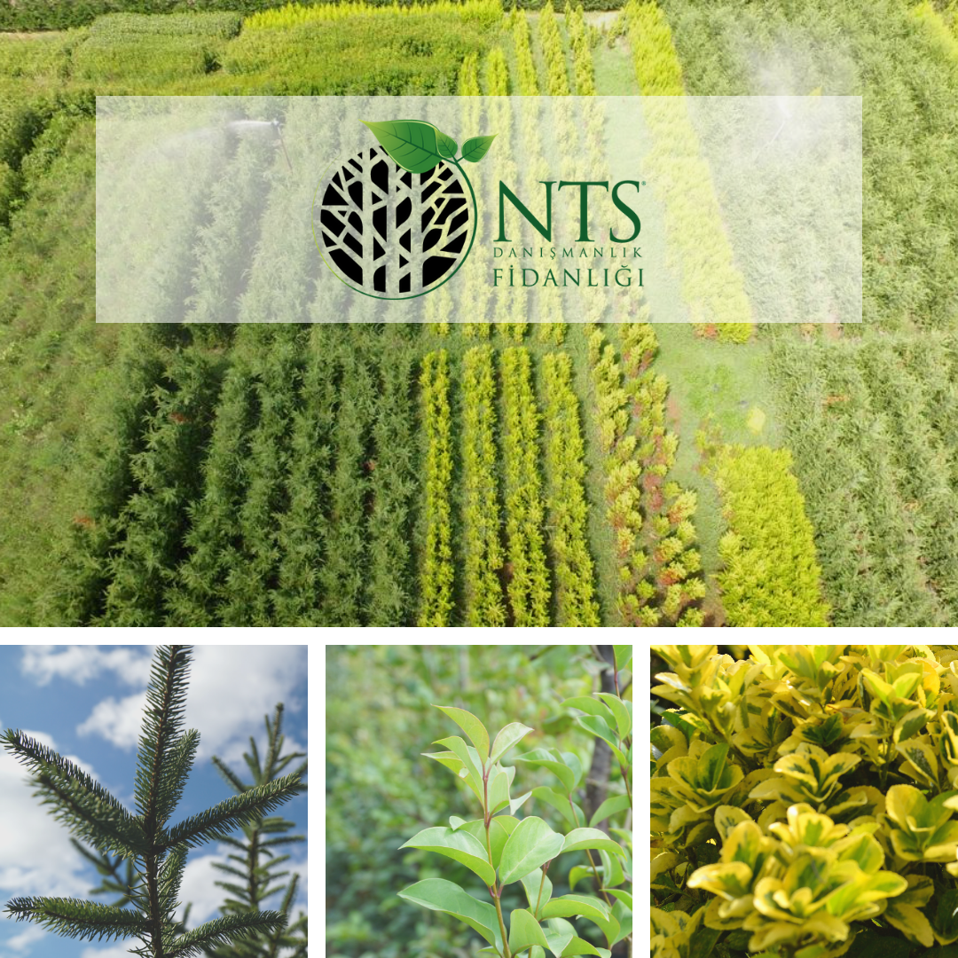 NTS Danışmanlık Fidanlığın’dan doğaya büyük katkı