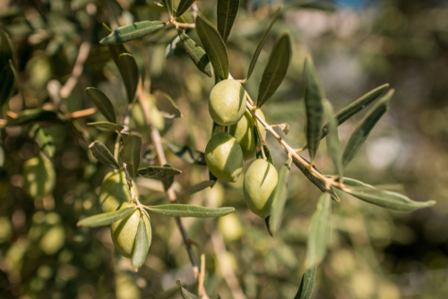 Zeytin ihracatı rekor tazeledi