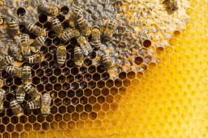 “Ekolojik sistemin devamlılığı için arıları korumalıyız”