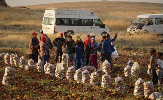 Tarımda üretici fiyatları yüzde 20,2 arttı