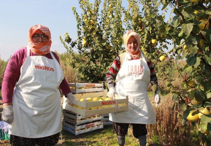 Migros kooperatiflerden toplam 1000 ton ayva ve kivi alımı yaptı