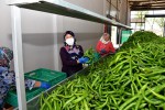 Migros yenişehirli üreticilerden 4.000 ton ürün alımı yapacak