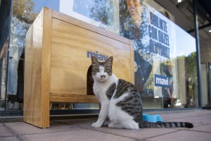 Mavi, ‘’Miav’’ kedi evleriyle patili dostları korumaya devam ediyor
